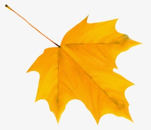 Yellow Autumn Leaf Png Clipart Image - Cartoon Autumn Leaf Png