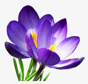 Spring Flowers Png Spring Clipart