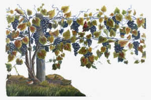Grapevine Clipart Watercolor - Grape Vine Plant Png