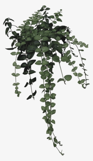 Ivy Clipart Nature - Aesthetic Plant Drawing Png