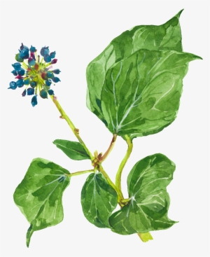 Watercolor Minimalistic Plant Decorative Transparent - Watercolor Painting