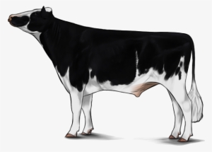 Holstein - Cattle