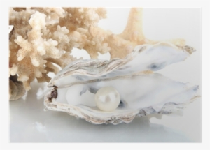 Open Oyster With Pearl Isolated On White Poster • Pixers® - Pearl