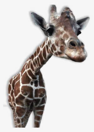Giraffe Close Up - Animal Png Transparent Backgrounds