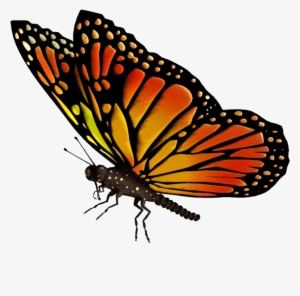 Flying Butterflies Transparent Png - Monarch Butterfly Transparent Background