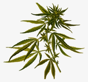 Marijuana Real Estate California - Botanical Illustration Of Hemp