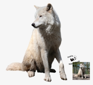Download Wolf Png Transparent Images Transparent Backgrounds - White Wolf Png Hd