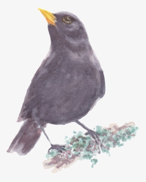 Picture Freeuse Black Bird Standing On A Branch Transparent - Painting