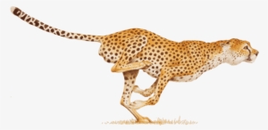 Cheetah Png - Hitting Your Stride: Your Work, Your Way