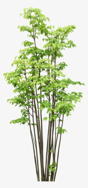 Arbre,tubes,png - Bamboo Tree Photoshop