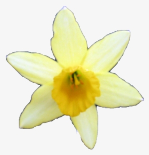 Plants/ Flowers/ Daffodil - Frogger He's Back Lives