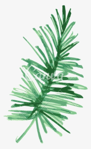 Banner Library Library Pine Fir Leaf Plant Painting - Tropical Plants Png Water Color Transparent