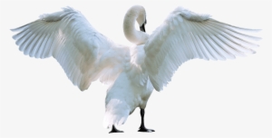Free Png Swan Starting Fly Png Images Transparent - Swan Png