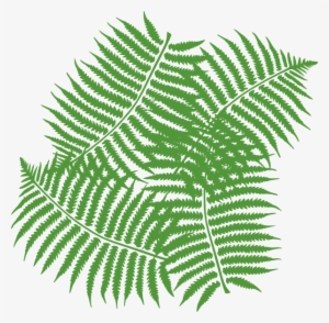 Four Fern Leaves Clip Art At Clker - Clipart Jungle Leaves Png