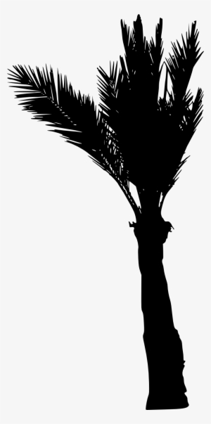 Free Png Palm Tree Silhouette Png Images Transparent - Portable Network Graphics