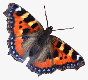Butterfly Right