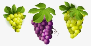 Grape Clipart Png Image - Grape