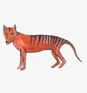 Extinct Tasmanian Tiger - Thylacine