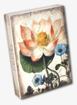 Sacred Lotus - Protea