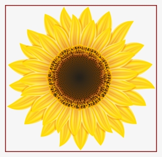 Sunflower Png Clipart - High Res Flower Png