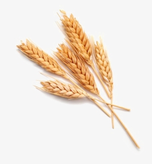 Wheat Png Download Image