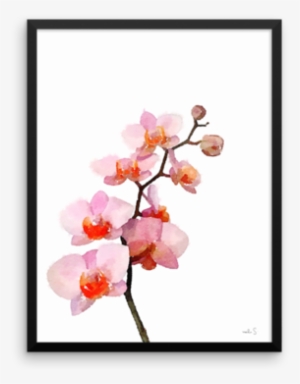 Pink Phalenopsis - Cherry Blossom