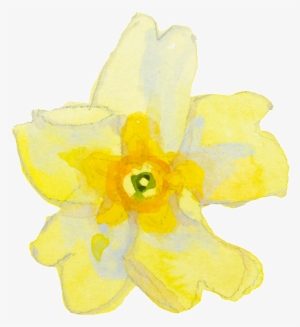 Yellow Cartoon Large Flower Watercolor Transparent - Narcissus