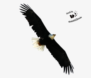 Bald Eagle Png Free Download - Bald Eagle Cut Out
