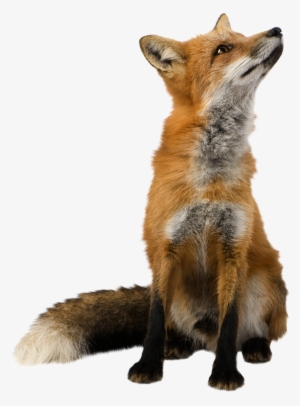 Clipart Freeuse Animal Transparent - Fox Transparent