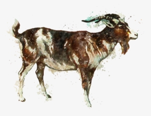 Goat Meat Products - Goat Art