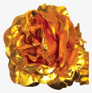 Please Note That All Images Are Stock Photos And May - Gold Rose Transparency Png