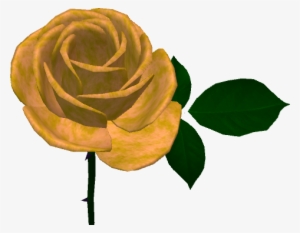 Caledon Brigadoon Gold Rose 2018 - Caledon