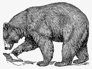 Grizzly Bear Clipart Mammal - Realistic Bear Clip Art