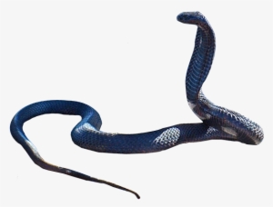 Cobra Snake Png Clipart - Snake Black Mamba Png