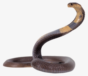 Black And Yellow Snake Png Image - Png Snake