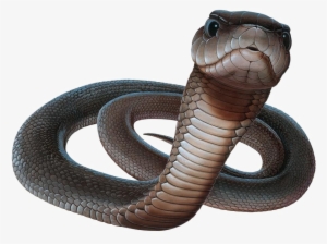 Black Mamba Snake Png Picture - Black Mamba Snake Png