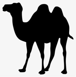 Free Image On Pixabay Animal Camel Mammal - Camel Clipart
