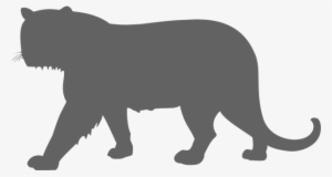 Endangered - Panther Tiger Size Comparison