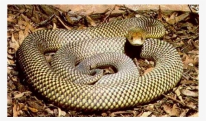 Mulga Snake - Mulga Snake Colours
