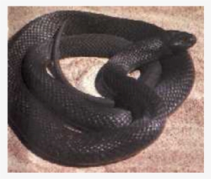 Spotted Black Snake - Snakes
