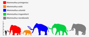 Mammuthus Size Comparison - Wooly Mammoth Vs Elephant Size Comparison