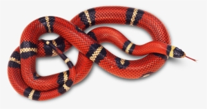 King Snake Png - Red Snake Png