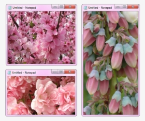 Mine Flower Flowers Pink Nature Pastel Blossom Png - Cherry Blossom