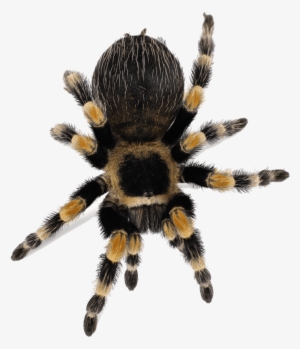 caring for a pet redknee tarantula - spider