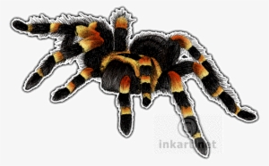 Mexican Red-kneed Tarantula Decal - Mexican Red Knee Tarantula Png