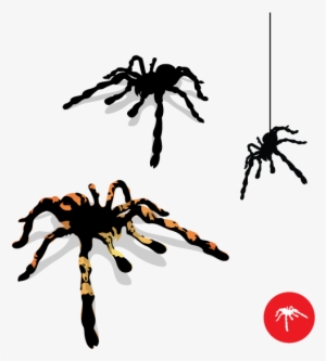 Tarantula Spider Vector - Spider Vector