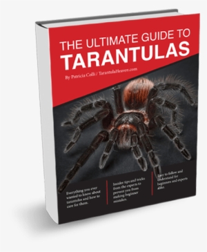 Ready To Get Started - Beängstigende Tarantula-spinne Arachnophobia Untersetzer