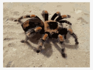 Spider Brachypelma Hamorii Smith's Redknee Tarantula - Nhện Khổng Lồ