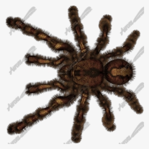 Tarantula - Ship