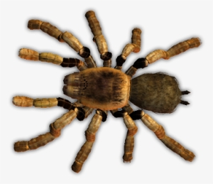 A Spider - Tarantula Poison